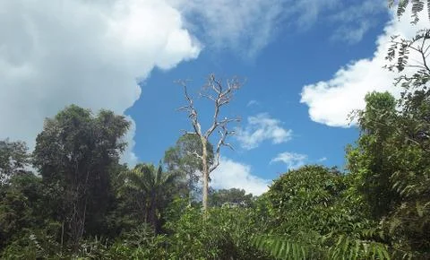 Amazonia jungle Stock Photos