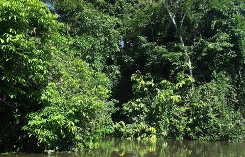 Amazonia Jungle  Stock Photos