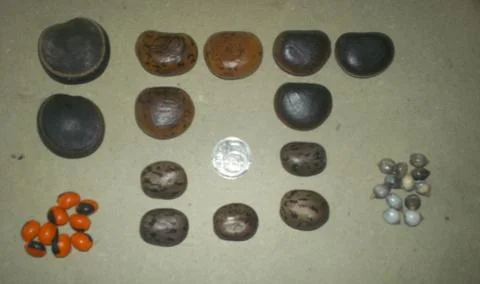 Amazonia  Stock Photos