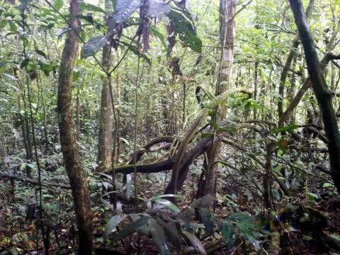 Amazonia  Stock Photos