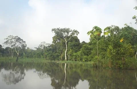 Amazonia Stock Photos