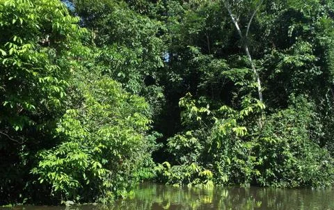Amazonia river Tahuayo Stock Photos
