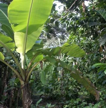 Amazonia river Tahuayo Stock Photos