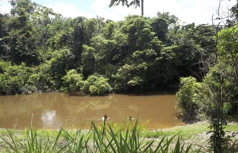 Amazonia river Tahuayo Stock Photos