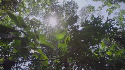 Amazonia sun 스톡 동영상 301913658