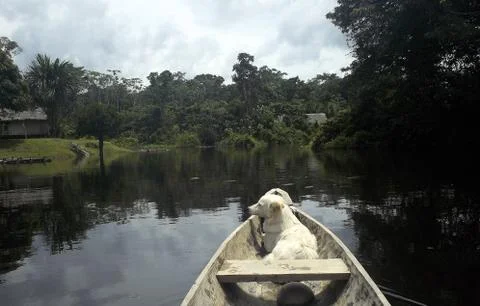 Amazonia Tahuayo river with canoa and dog Stock Photos