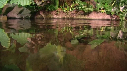 Amazonia Underwater Stock Footage 1097824