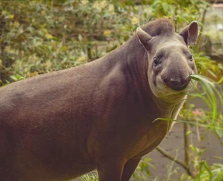 Amazonian animals tapir Stock Photos