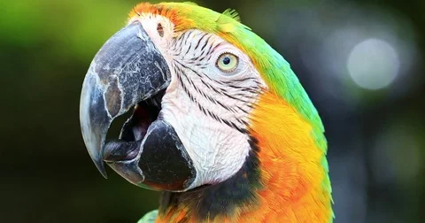 Amazonian Ara Macaw Parrot close up eyes and beak view. Vivid and colorful bird Video stock 84997810