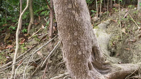 Amazonian bats Stock Footage 40997216