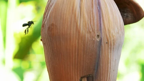 Amazonian Black Wasp 스톡 동영상 87783185