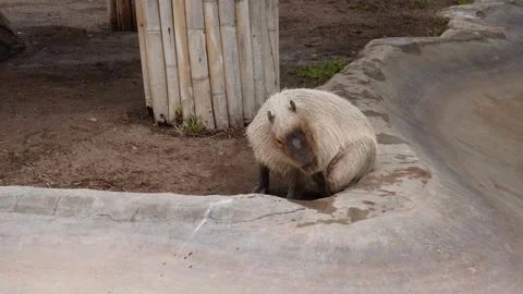 Amazonian Capybara scratching 库存影片 341323410