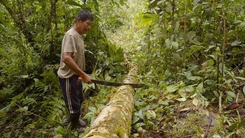 Amazonian deforestation man cutting tree log with saw in amazon forest in Video stock 113509707