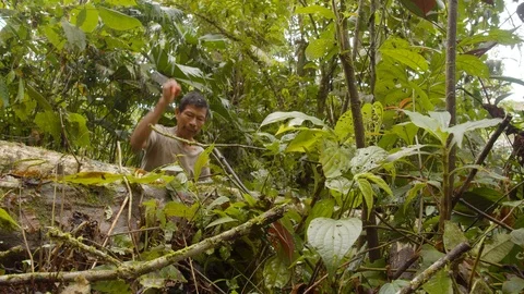 Amazonian deforestation man cutting tree log with saw in amazon forest in Video stock 113509813