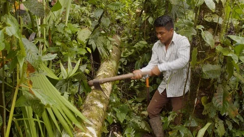 Amazonian deforestation man cutting tree log with axe in amazon forest in Stock Footage 113509869