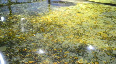 Amazonian fishes Stock Footage