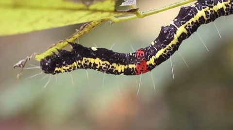 Amazonian geometrid caterpillar feeding Stock Footage