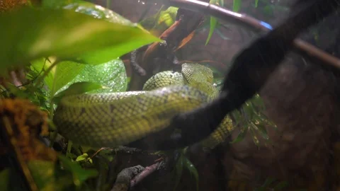 Amazonian green tree python snake in rain forest storm Stock Footage 122456709