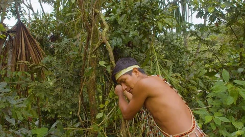Amazonian indigenous man pulling a liana of ayahuasca in ecuador Vidéo 113565603
