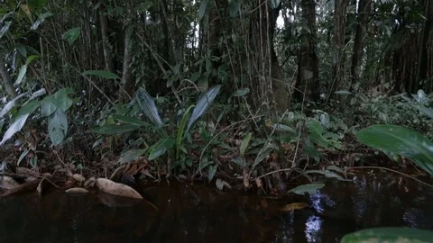 Amazonian jungle plants Video stock 101669965