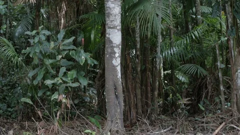 Amazonian jungle trees Video stock 101656581