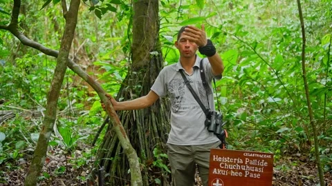 Amazonian Native Guide Demonstrating Traditional Uses of a Tree in Peru’s Jungle Stock Footage 302459726
