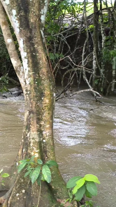 Amazonian nature in a post-rain igarape Stock Footage 330078164
