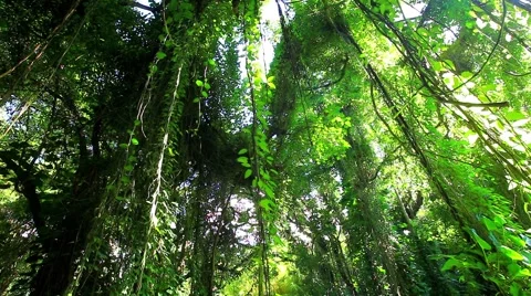 Amazonian rainforest, Brazil Video stock 41281476