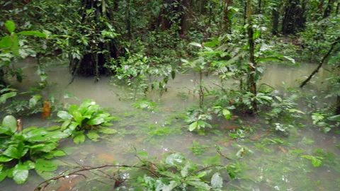 Amazonian rainforest flooded after heavy rain Stock Footage 200078686