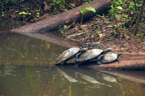 Amazonian River Turtles on the log Stock Photos