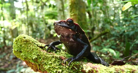 Amazonian Spotted Toad (Rhaebo guttatus), Ecuador Stock Footage 160536310