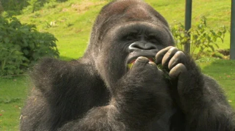 AMBAM Huge Gorilla Eats Snack Stock-Footage 616904