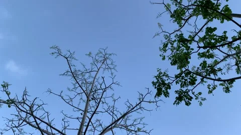 Ambarella branches - Looking up and turning around Stock Footage 149419759