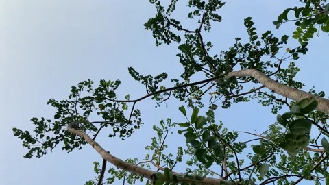 Ambarella branches with sky background Stock Footage 149183239