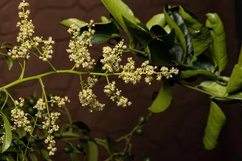 Ambarella Flowering Tree Foto stock
