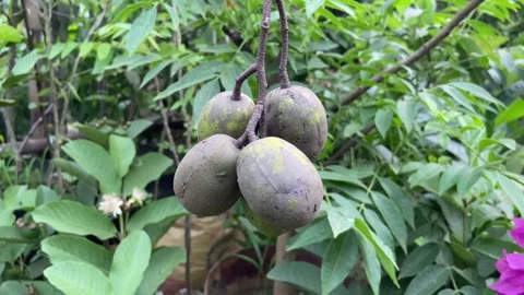 Ambarella Fruit Bunch Hog Plum Tropical Produce with Sour Taste 스톡 동영상 335186014