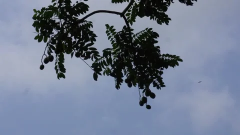 Ambarella fruit Stock-Footage 344314680