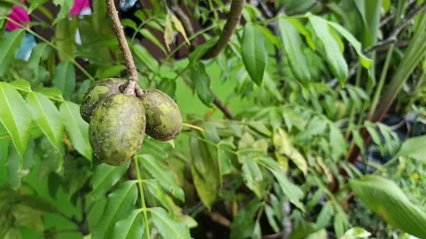 Ambarella Fruit Growing on Tree (Spondias dulcis) Stock Footage 339059584