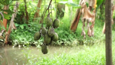 Ambarella fruits Stock Footage 237063957