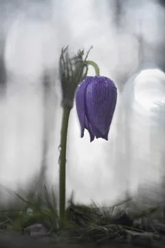 Ambassador of spring Stock Photos