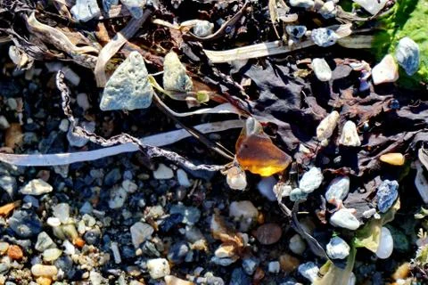 Amber on algae Stock Photos