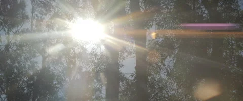 Amber anamorphic flare through tree branches 5.7K video Stock Footage 315159193