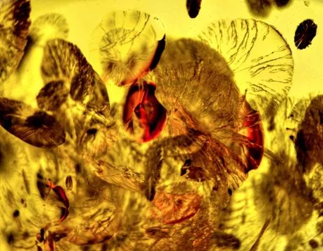 Amber background Stock Photos