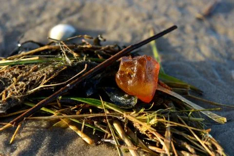 Amber on the beach Foto stock