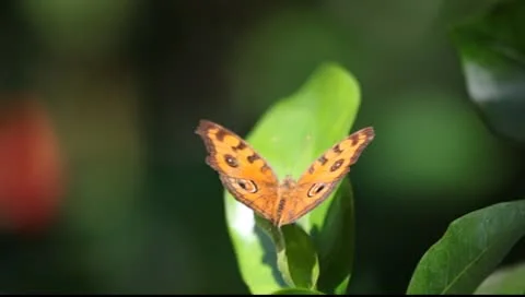 Amber butterfly Video stock 10427541