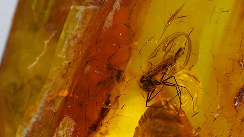 Amber with embedded fly on a turn table Vidéo 168667763