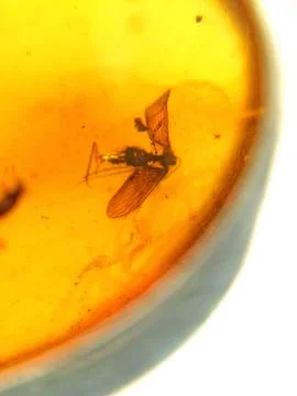 Amber with embedded insect Stock Photos