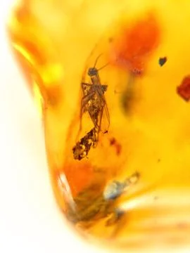 Amber with embedded insect Stock Photos