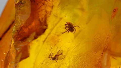 Amber with embedded spider and fly on a turn table Vidéo 168667271