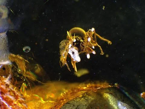 Amber with embedded spider with cought fly Stock Photos